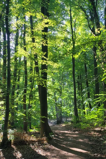 Wiehengebirge Ein sonnendurchfluteter Waldweg im grünen Laubwald des Wiehengebirges, gesäumt von hohen Bäumen.