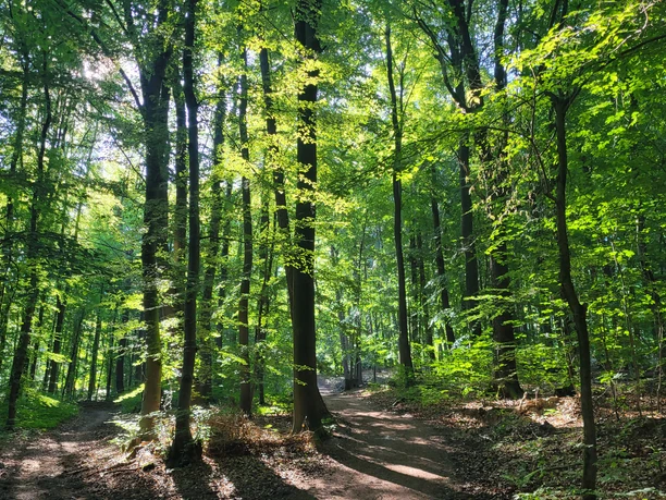 Wiehengebirge Ein sonnendurchfluteter Waldweg im grünen Laubwald des Wiehengebirges, gesäumt von hohen Bäumen.