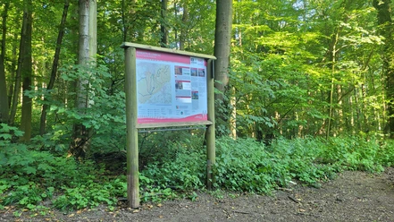 Wiehengebirge Schützenstraße Waldweg im Wiehengebirge mit einem Infokasten zur Orientierung, umgeben von dichtem Laubwerk.