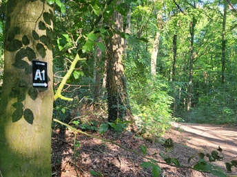 Waldweg im Wiehengebirge, von Sonnenlicht durchflutet, mit Wegweiser A1 an einem Baumstamm.