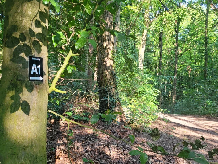 Waldweg im Wiehengebirge, von Sonnenlicht durchflutet, mit Wegweiser A1 an einem Baumstamm.