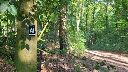 Wiehengebirge Waldweg im Wiehengebirge, von Sonnenlicht durchflutet, mit Wegweiser A1 an einem Baumstamm.
