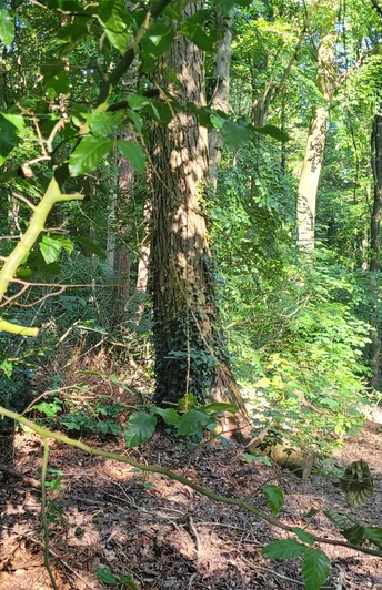 Wiehengebirge Waldweg im Wiehengebirge, von Sonnenlicht durchflutet, mit Wegweiser A1 an einem Baumstamm.