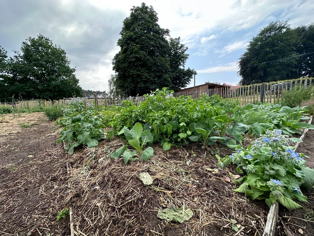 lebensrau-kräuter-amelinghausen3.JPG Ein grüner Kräutergarten mit blauen Blüten, Holzzaun und großen Bäumen unter bewölktem Himmel.