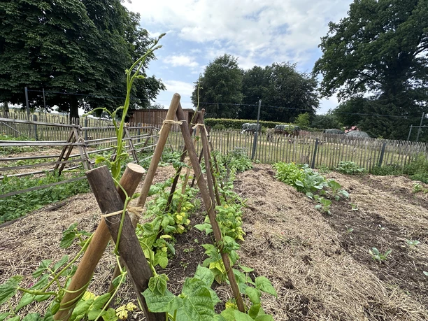 lebensrau-kräuter-amelinghausen4.JPG Gemüsegarten mit Rankhilfen aus Holz, Stroh auf dem Boden und Bäumen im Hintergrund.