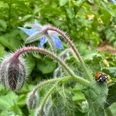 lebensrau-kräuter-amelinghausen9.JPG Marienkäfer krabbelt auf behaartem Stängel einer Borretschpflanze mit blauer Blüte im Hintergrund.