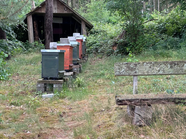 Reihe bunter Bienenstöcke auf einer Wiese vor einer Holzhütte, im Vordergrund eine alte Bank.