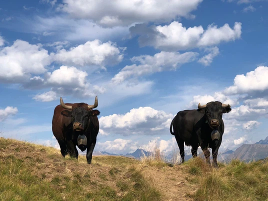 Eringer_n.jpg EringerEringerHérens