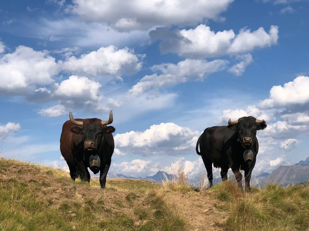 Eringer_n.jpg Eringer