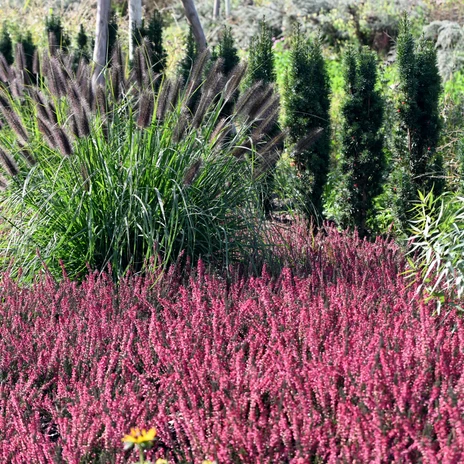 Heidebeet Opa Ernys Garten.jpg Blühendes Heidebeet mit Lampenputzergras in Opa Ernys Garten