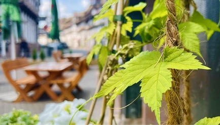 Hopfen_Brodhaus