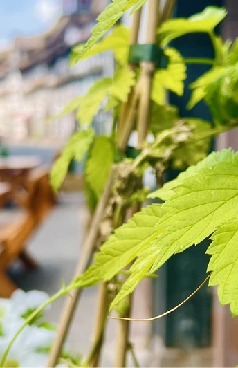 Hopfen_Brodhaus