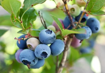 2022 Beeren am Strauch.png