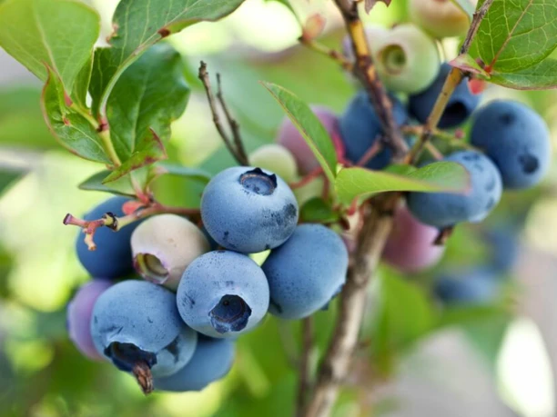 2022 Beeren am Strauch.png