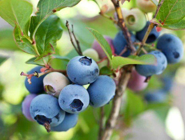 2022 Beeren am Strauch.png