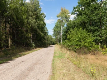 Sandiger Pfad durch den Wald Der Rundwanderweg führt durch idyllische Waldgebiete