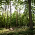 Dichter Wald Wandern durch dichte grüne Wälder