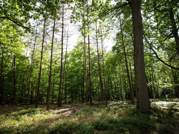 Dichter Wald Wandern durch dichte grüne Wälder