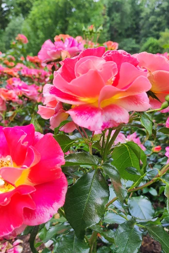Pinkfarbene Rosenblüten mit gelbem Zentrum, umgeben von sattem Grün, blühen lebhaft im Freien.