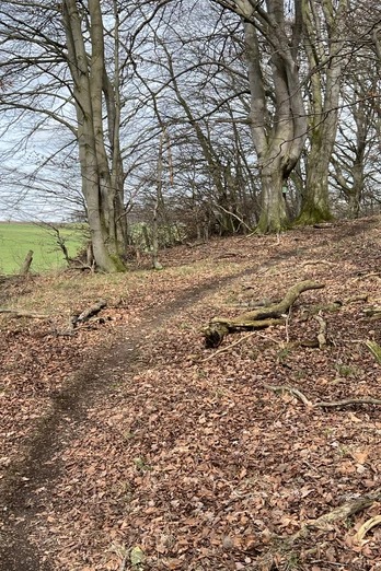 Ein schmaler Wanderpfad führt durch einen lichten Wald mit kahlen Bäumen und verläuft entlang eines sanften Hangs.