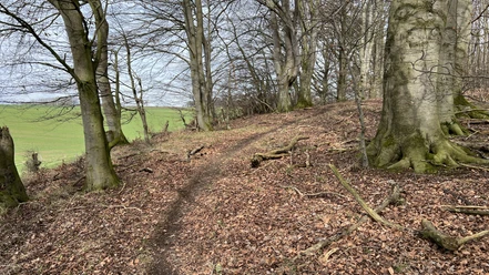 Wanderweg bei Muddenhagen Ein schmaler Wanderpfad führt durch einen lichten Wald mit kahlen Bäumen und verläuft entlang eines sanften Hangs.