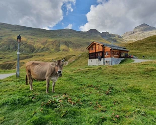 kuh sennerei.jpg Dairy cattle Alpine dairy Alpe Bel