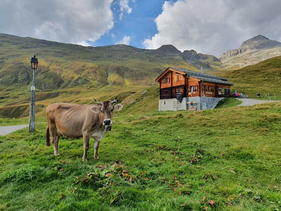 kuh sennerei.jpg Milchvieh Sennerei Alpe BelDairy cattle Alpine dairy Alpe BelBétail laitier Alpe Bel
