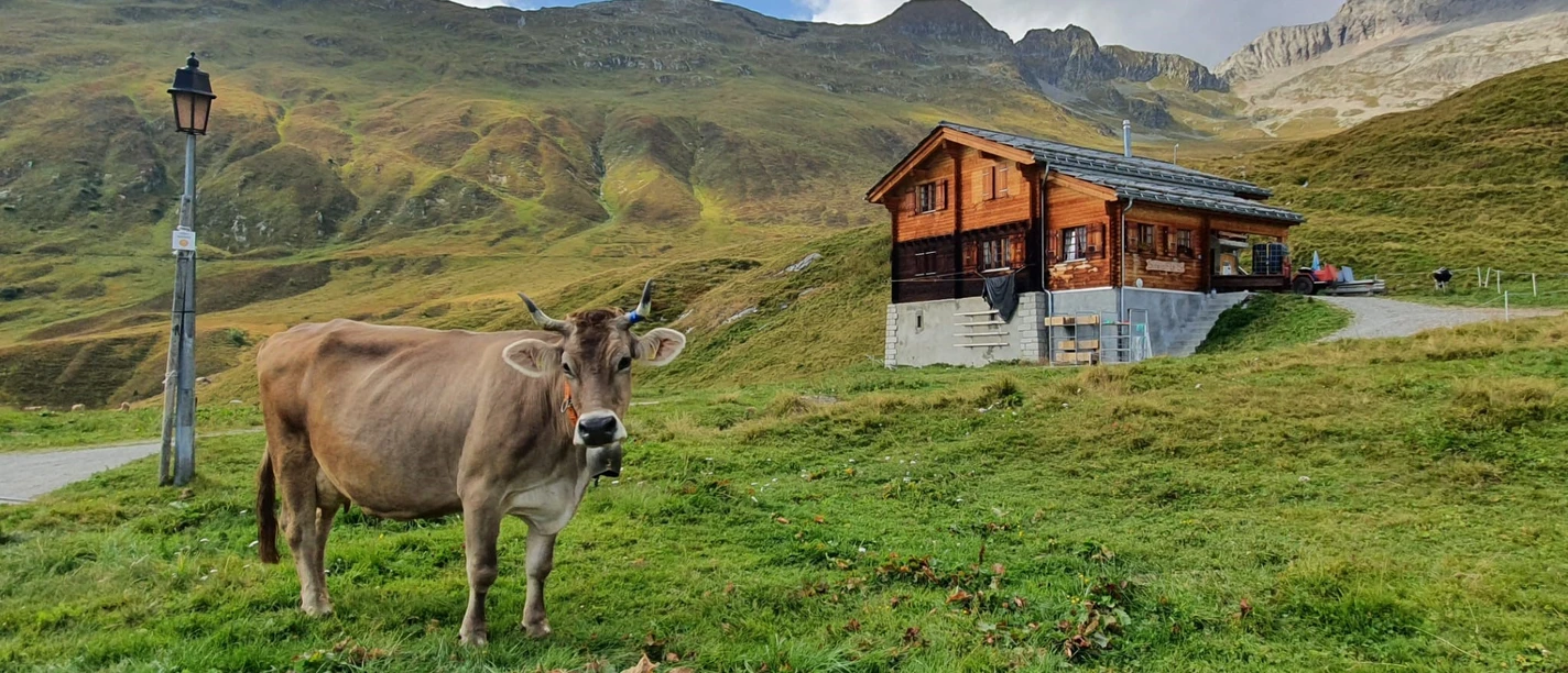 kuh sennerei.jpg Bétail laitier Alpe Bel