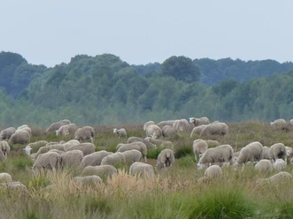 Eine Herde Schafe grast auf einer weitläufigen Wiese vor einem Hintergrund aus dichten, grünen Wäldern.