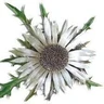 Logo_Silberdistel