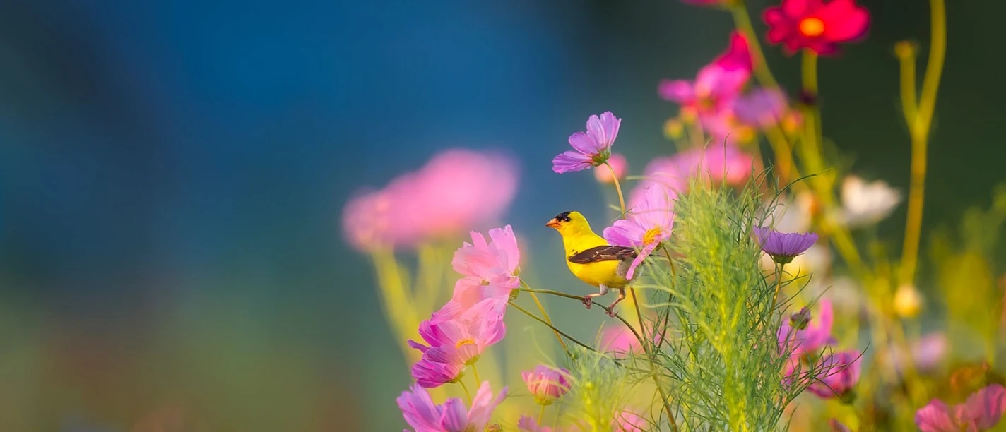 flowers-gfc4876373_1280.jpg