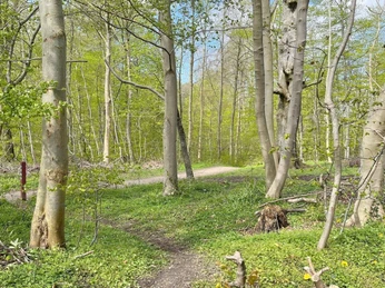 Hjelm Skov - sti 2