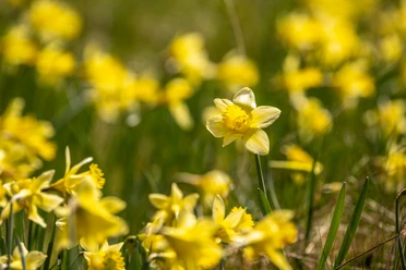 Wilde gelbe Narzissen auf der Narzissenroute