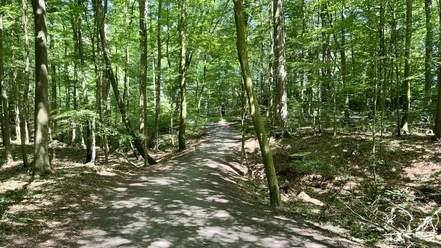 Wolfsschlucht.jpg Ein schattiger Waldweg zieht sich durch einen ruhigen, grünen Laubwald in Rastede.