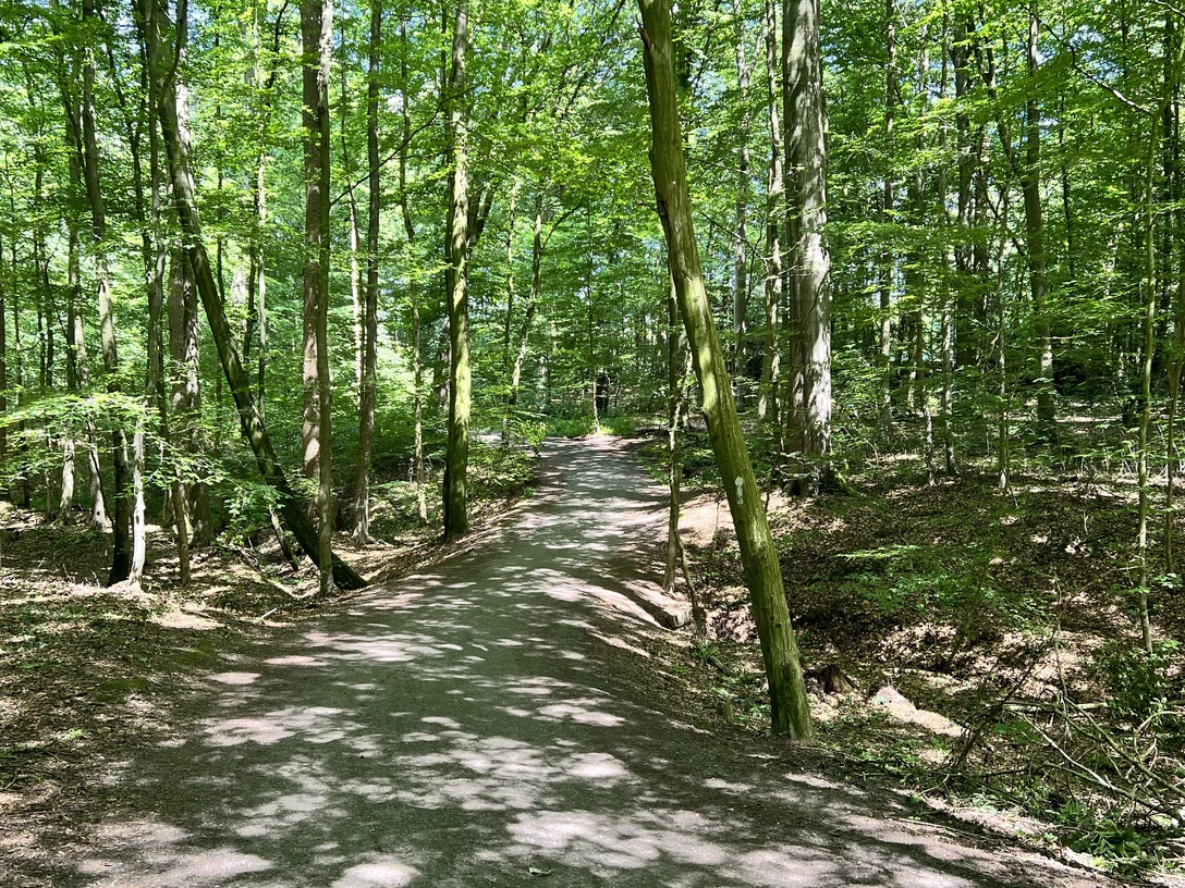 Wolfsschlucht.jpg Ein schattiger Waldweg zieht sich durch einen ruhigen, grünen Laubwald in Rastede.
