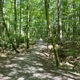 Wolfsschlucht.jpg Ein schattiger Waldweg zieht sich durch einen ruhigen, grünen Laubwald in Rastede.