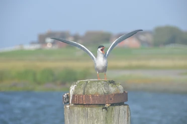Küstenwandel-Vogel.JPG