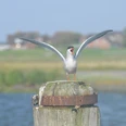 Küstenwandel-Vogel.JPG