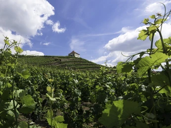 Weinberge in Diesbar-Seußlitz Vineyards in Diesbar-Seußlitz.jpg Weinberge in sanfter Hanglage, im Hintergrund ein kleines Haus unter blauem Himmel.Vineyards on a gentle slope, in the background a small house under a blue sky.Vinice na mírném svahu, v pozadí malý domek pod modrou oblohou.Winnice na łagodnym zboczu, w tle mały domek pod błękitnym niebem.Wijngaarden op een glooiende helling, op de achtergrond een klein huis onder een blauwe hemel.Vigneti su un dolce pendio, sullo sfondo una piccola casa sotto un cielo azzurro.