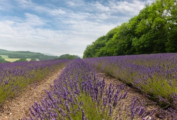 Lavendel-Fromhausen_®Werner Wilmes.jpg Weites Lavendelfeld erstreckt sich bis zum Horizont, flankiert von üppigen grünen Bäumen unter blauem Himmel.
