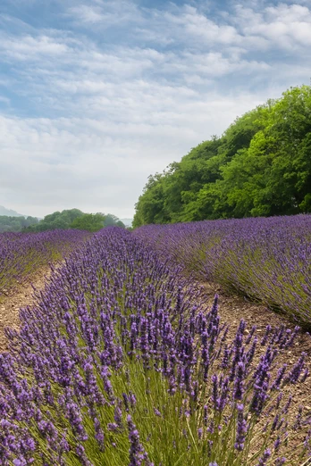 Lavendel-Fromhausen_®Werner Wilmes.jpg Weites Lavendelfeld erstreckt sich bis zum Horizont, flankiert von üppigen grünen Bäumen unter blauem Himmel.