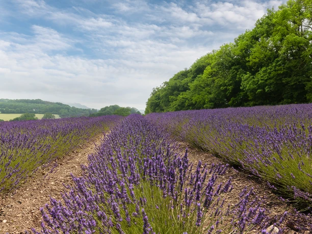 Lavendel-Fromhausen_®Werner Wilmes.jpg Weites Lavendelfeld erstreckt sich bis zum Horizont, flankiert von üppigen grünen Bäumen unter blauem Himmel.