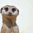 Erdmännchen im Tiergarten Delitzsch - Familienausflug in die Leipzig Region Das Erdmännchen im Tiergarten Delitzsch schaut neugierig in die Kamera, FamilienausflugThe meerkats at Delitzsch Zoo always have everything in view.