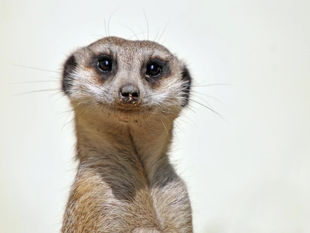 The meerkat at Delitzsch Zoo looks curiously into the camera, family outing