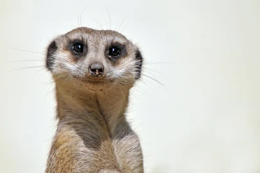 Le suricate du zoo de Delitzsch regarde la caméra avec curiosité, sortie en famille