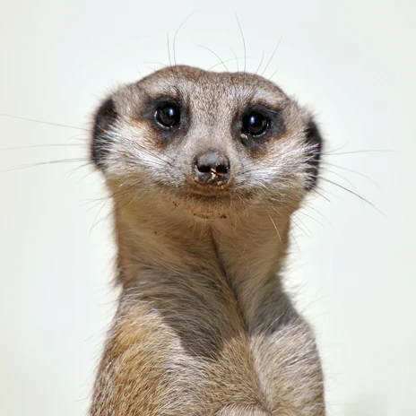 Surikata v Delitzsch Zoo se zvědavě dívá do kamery, rodinný výlet