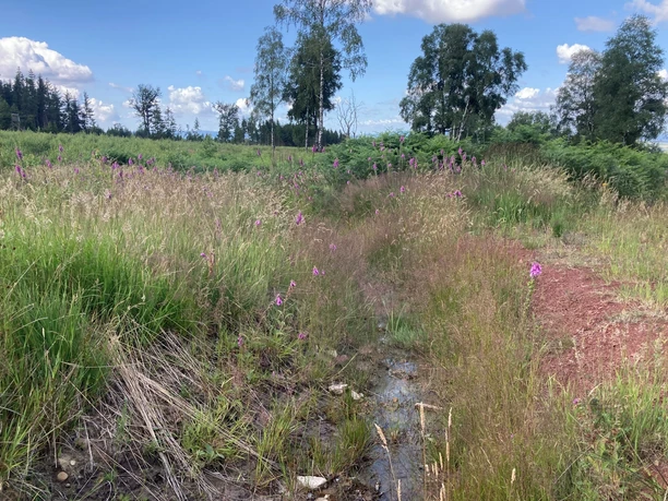 Federbruchmoor Sommer