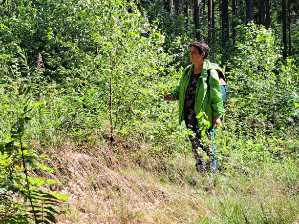 Elke Wolf A person in a green jacket walks through a sunny, green forest with dense undergrowth.