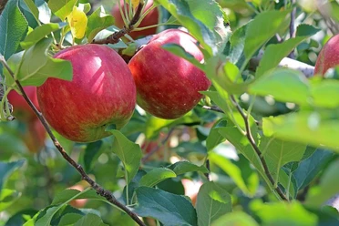Apfel