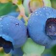Blaubeere mit Tau Zwei reife, blaue Heidelbeeren mit Wassertropfen hängen an einem Zweig mit grünen Blättern.